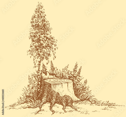 Vector landscape. Young birch near old stump