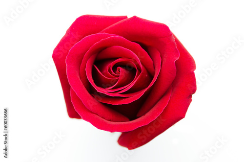 red rose isolated on white background