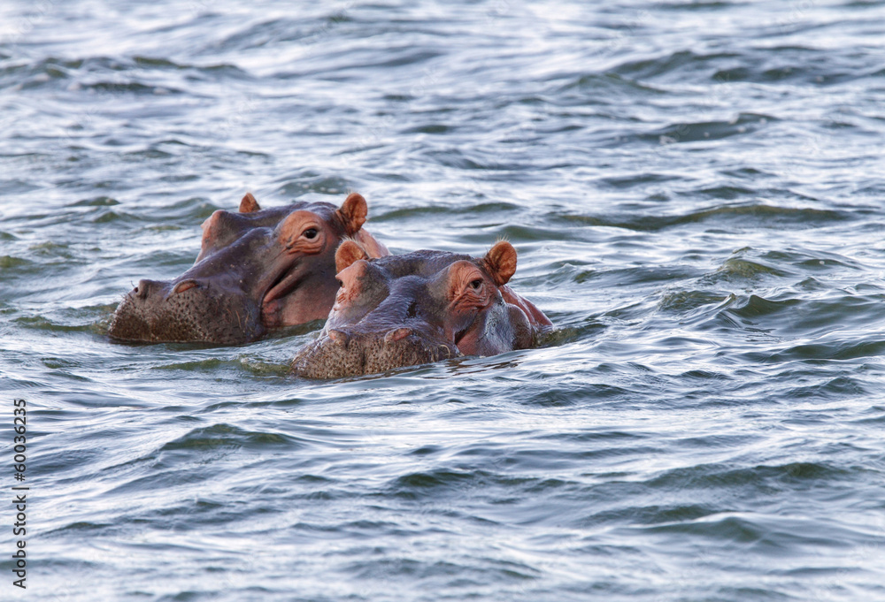 Fototapeta premium Beautiful Hippos at Naivasha lake