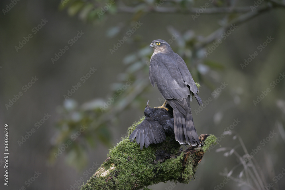Fototapeta premium Sparrowhawk, Accipiter nisus
