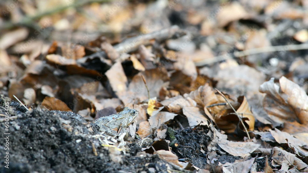Common frog in spring in between leaves on the forest floor Common frog in spring in between leaves on the forest floor