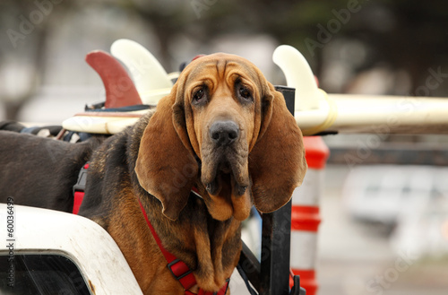 Canvas-taulu red dog in car