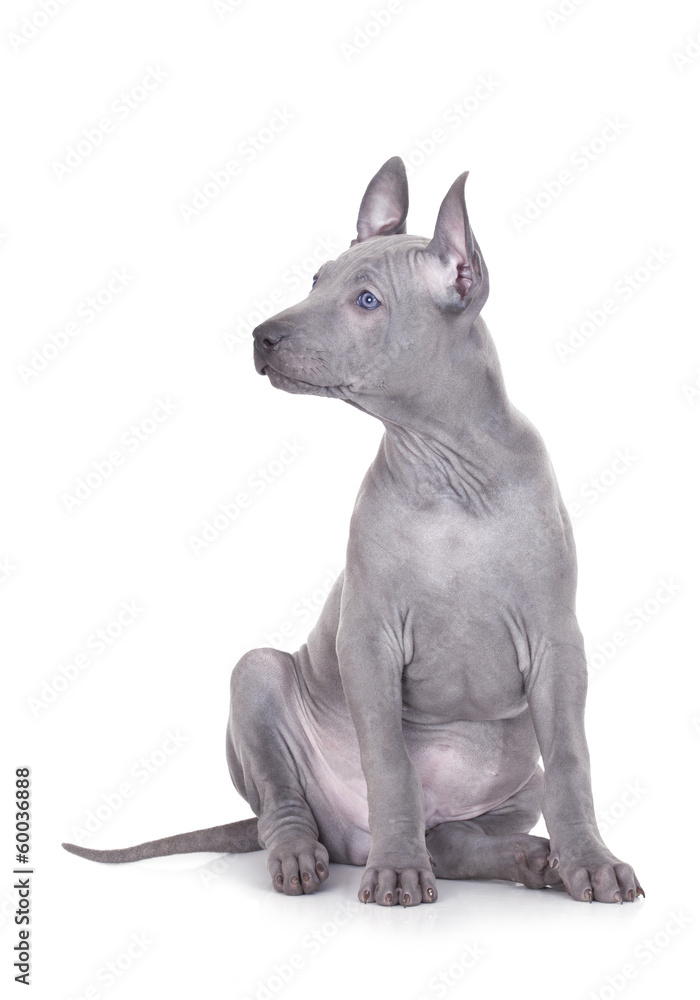 Thai ridgeback puppy over white background Thai ridgeback puppy over white background