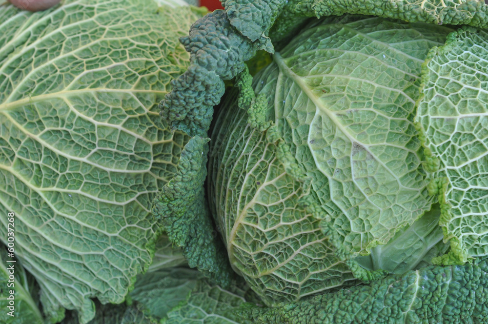 Fototapeta premium Cabbage