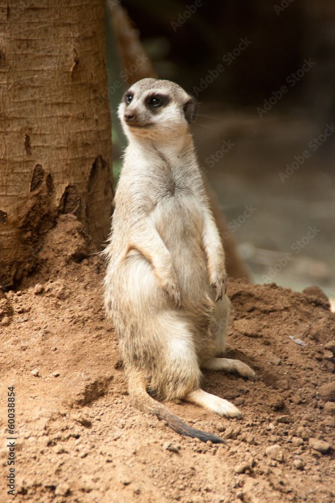 Fototapeta premium suricata