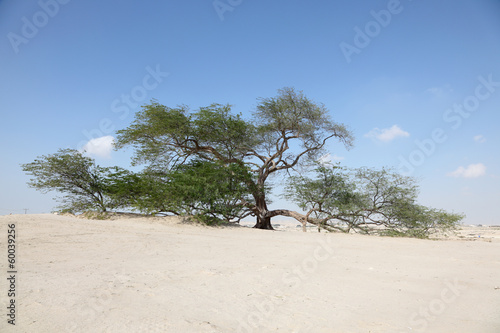 Cuadro en lienzo The Tree of Life in the desert of Bahrain