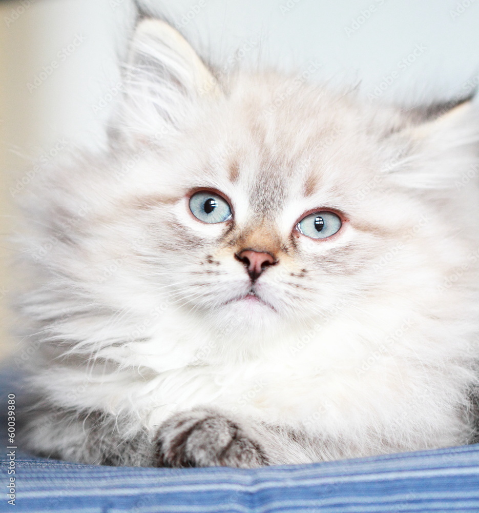 kitten of siberian breed at two months, neva masquerade version