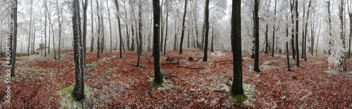Forest winter 360 degrees panorama #60040691
