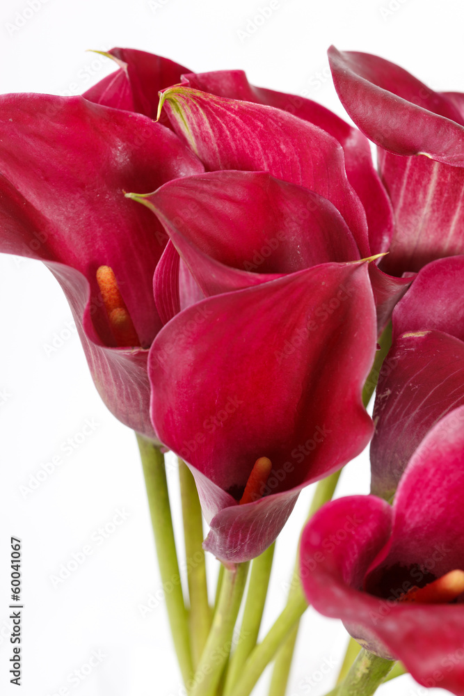 Fototapeta premium beautiful flowers