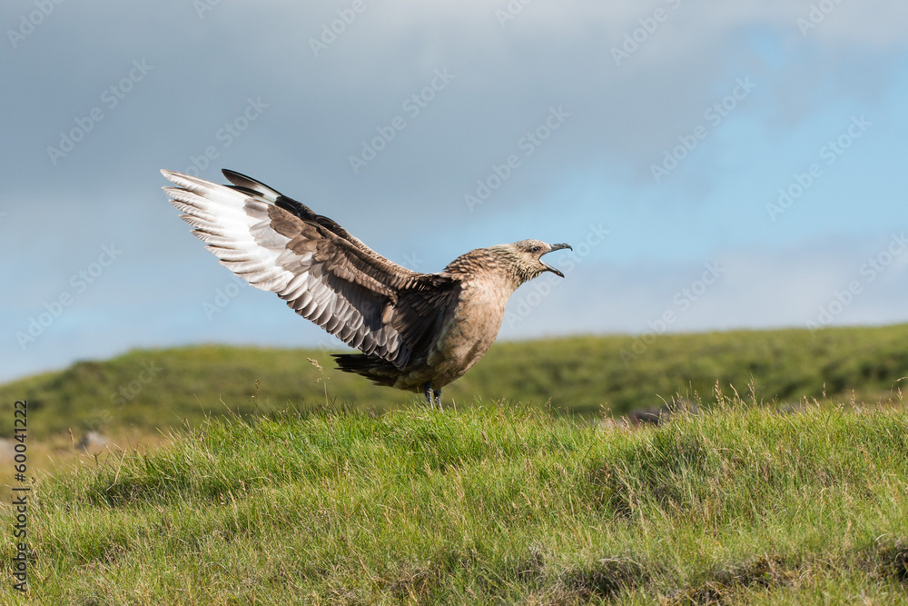 Fototapeta premium Displaying Skua, Iceland