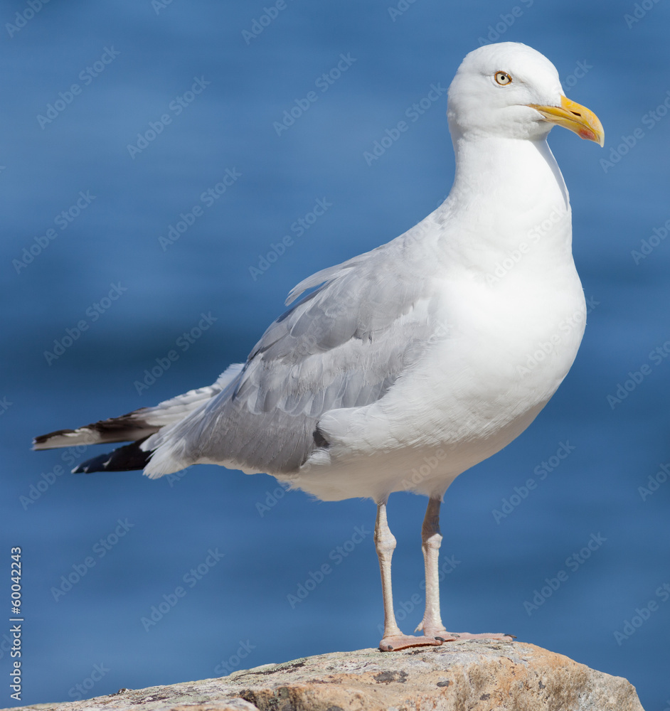 Herring Gull Herring Gull