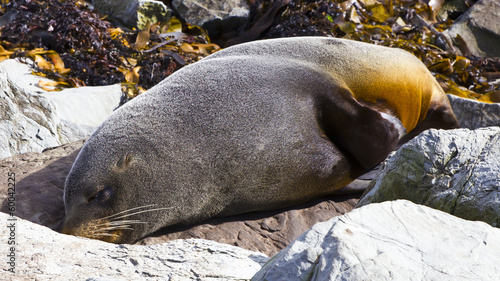 Kaikoura fur seal