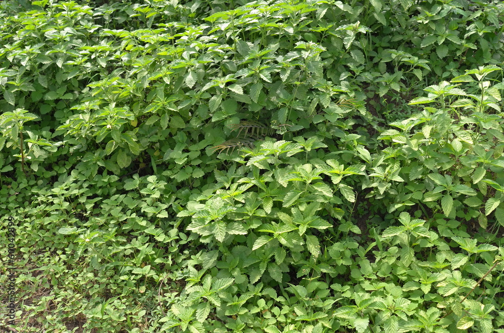 Obraz premium Bushes in Bouake