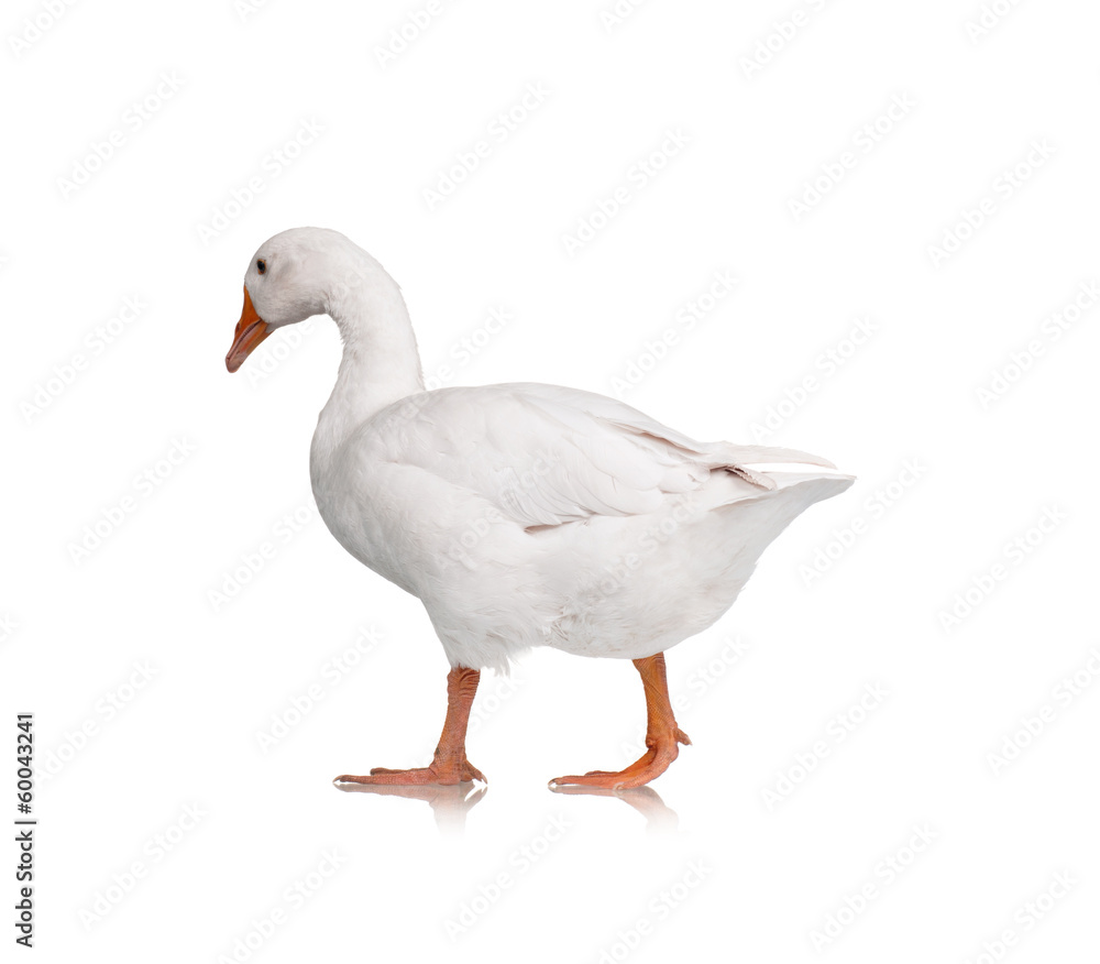 Domestic goose Domestic goose