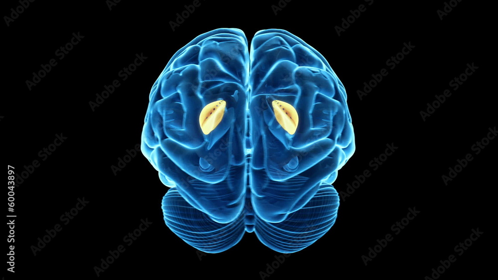 Brain rotation loop - highlighted putamen Brain rotation loop - highlighted putamen