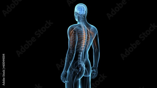 Medical animation - highlight of the nervous system - loop