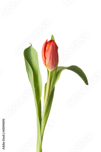 One separated tulip flower.