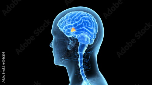 Medical animation showing the hypothalamus photo