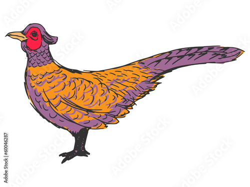 pheasant