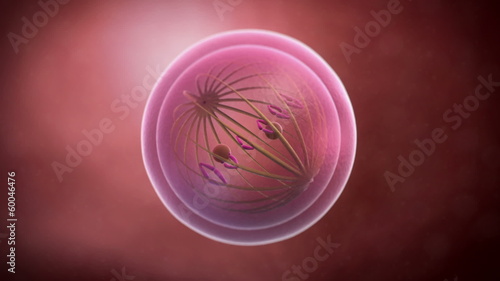 Animation of a cell mitosis photo