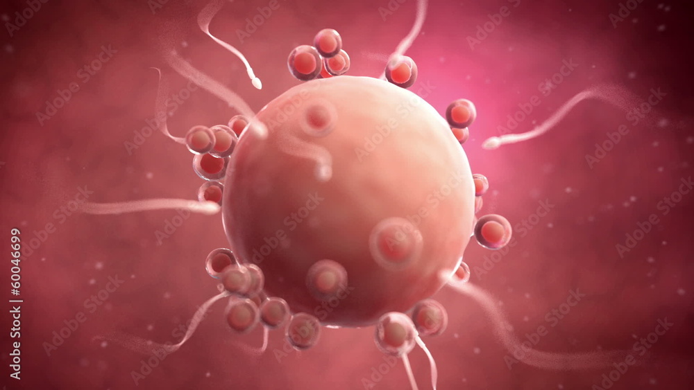 Animation of a fertilization animation