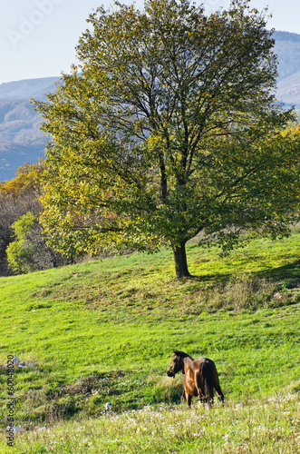 Mountain meadow with a big tree and a horse
