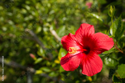 Wallpaper Mural ハイビスカス Torontodigital.ca