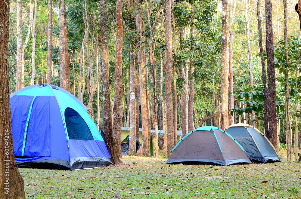 Camping tents underneath big trees in national park. Camping tents underneath big trees in national park.