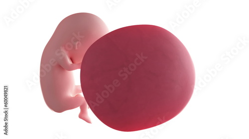 Loopable fetus rotation animation - week 11 photo