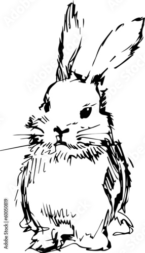 image of a rabbit with long ears