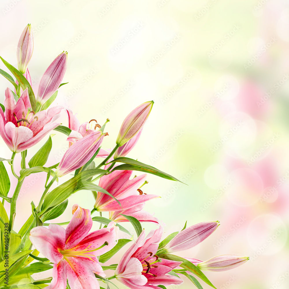 Pink lilies background