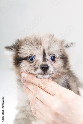 Pomeranian Spitz © Andrei Starostin