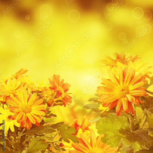 Chrysanthemum golden floral background