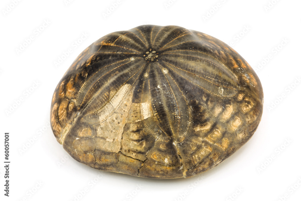 Fossil Fossil