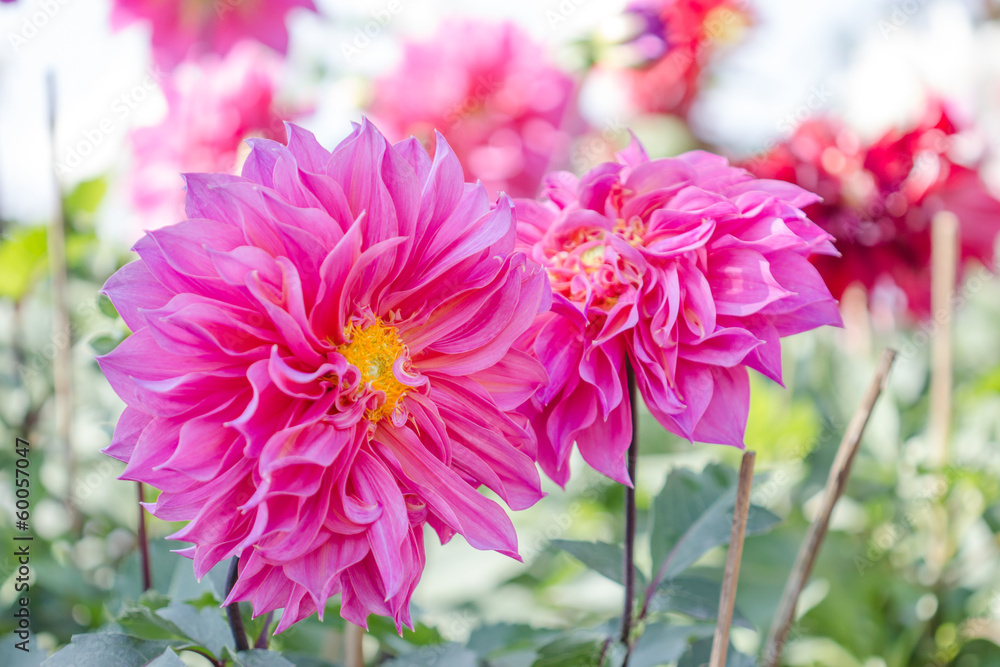 Fototapeta premium beautiful dahlia flower