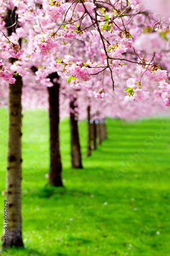 flowering cherry, sakura trees #60057629