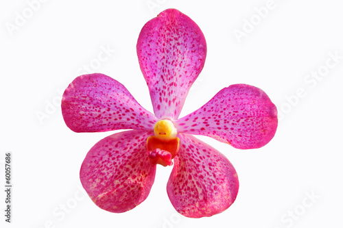 Fototapeta Naklejka Na Ścianę i Meble -  orchid