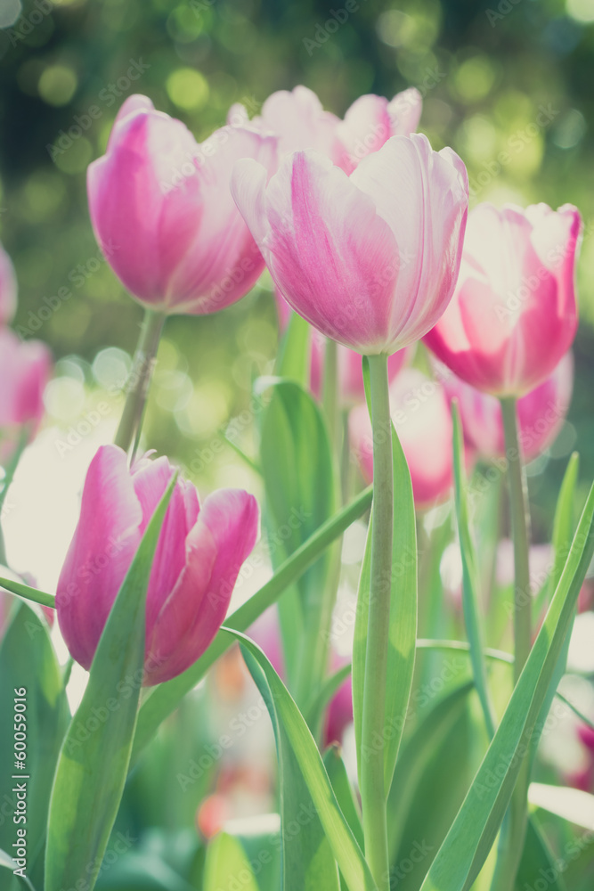 Fototapeta premium Beautiful bouquet of tulips