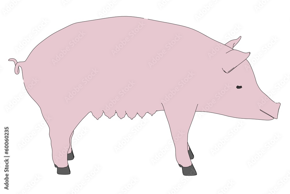 cartoon illustration of female pig cartoon illustration of female pig