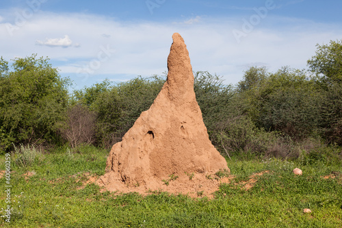 Huge termite mound in Africa photo