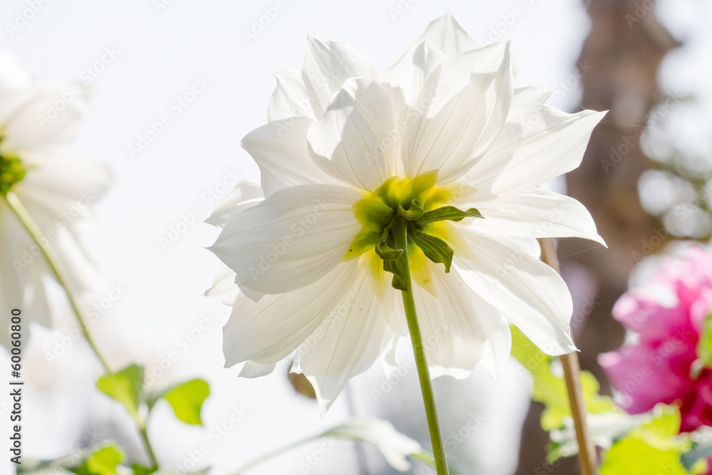 beautiful dahlia flower beautiful dahlia flower