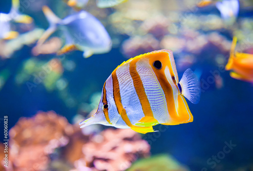 Butterflyfish