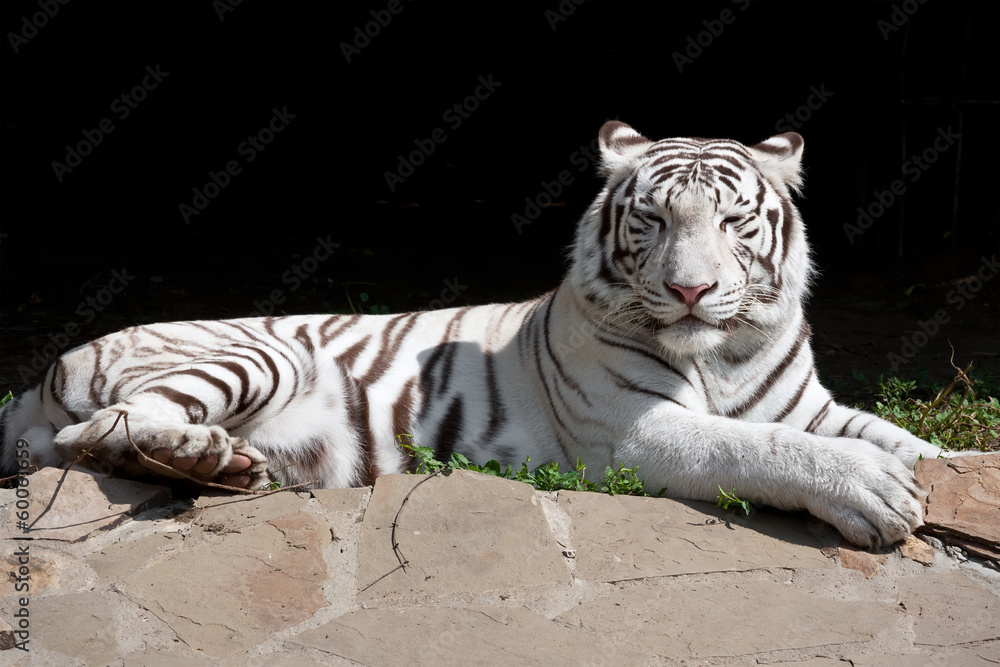 Fototapeta premium White Tiger
