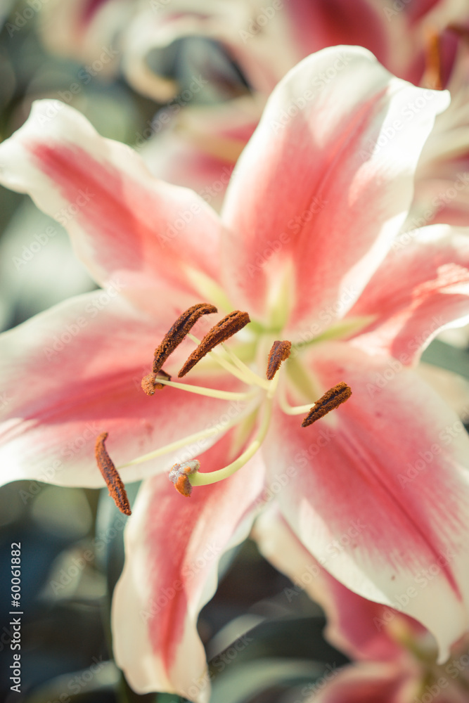 Pink lily flower closeup