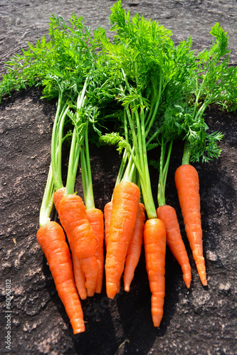 carrot on rock background