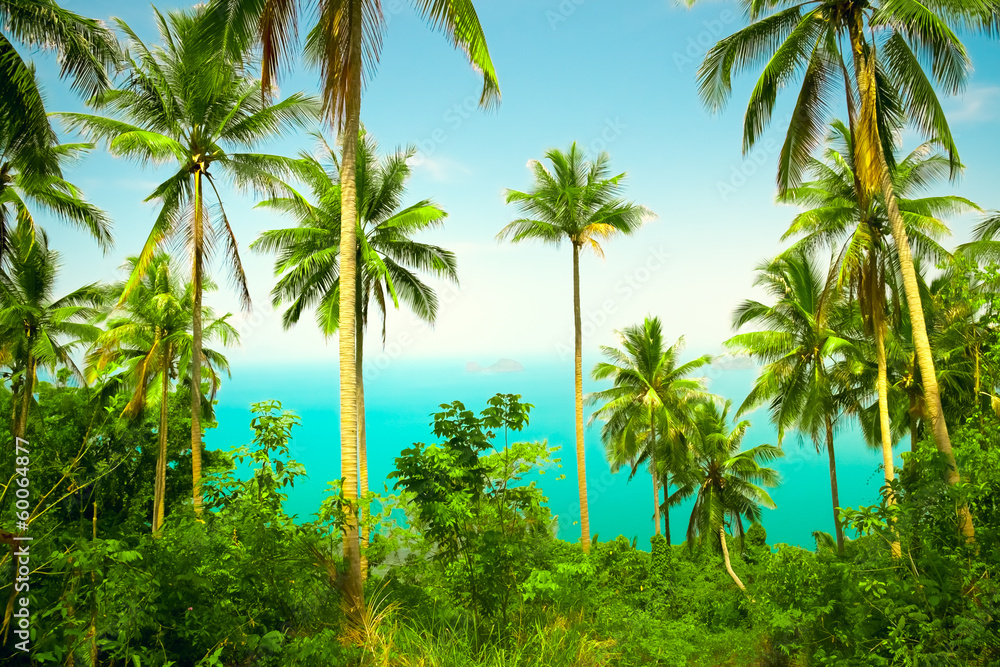 nice tropical background