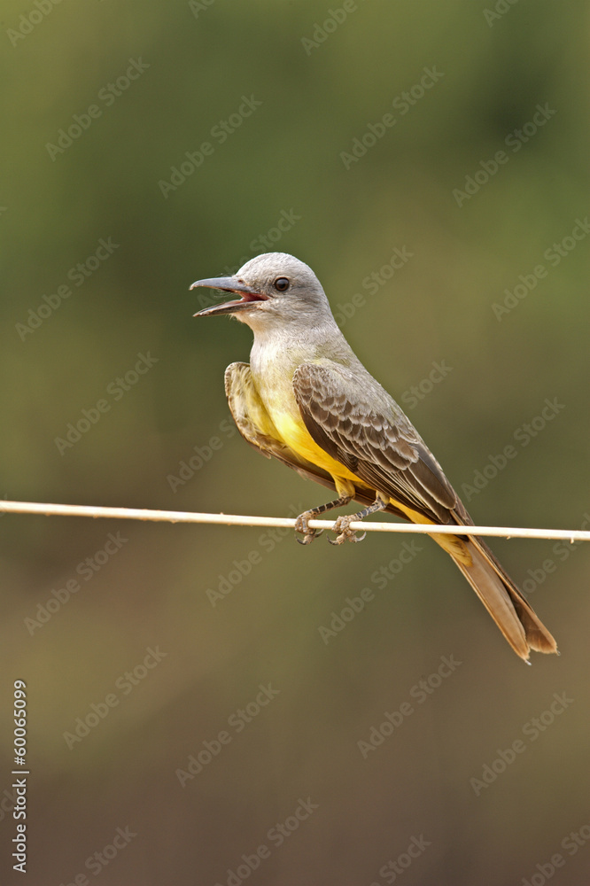 Tropical kingbird, Tyrannus melancholicus Tropical kingbird, Tyrannus melancholicus