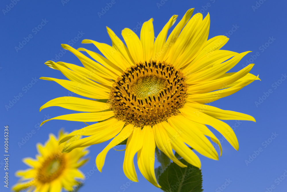 Sunflower with blue sky