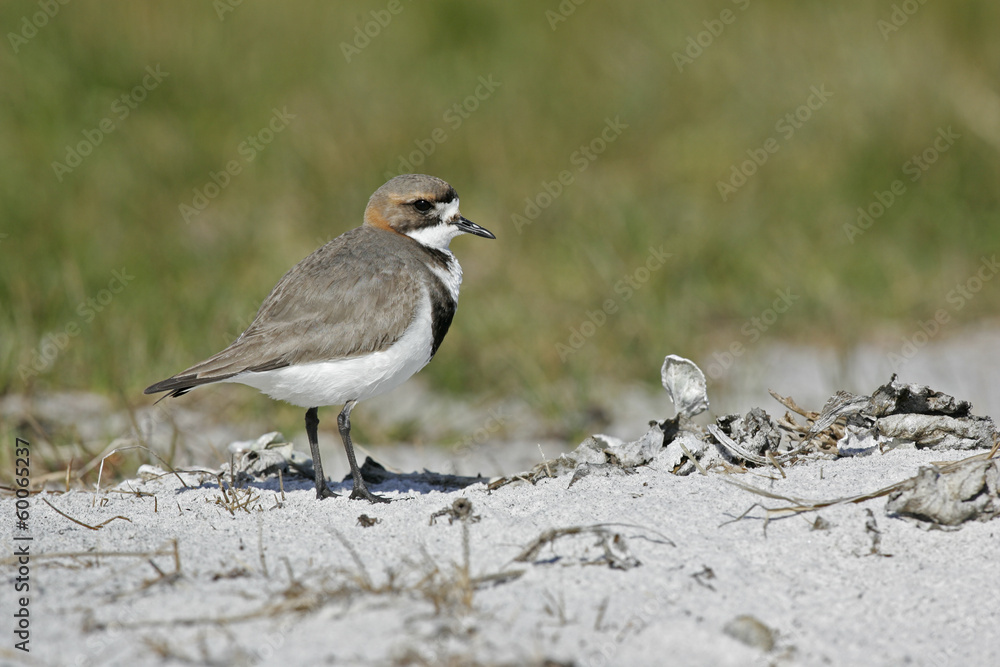 Two-banded plover, Charadrius falklandicus Two-banded plover, Charadrius falklandicus