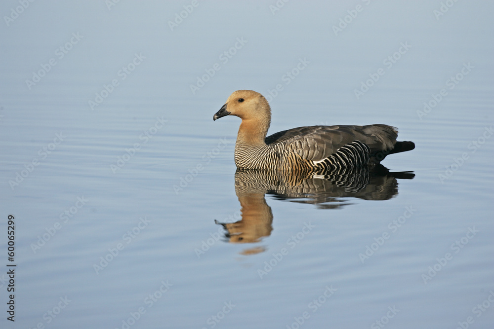 Upland goose, Chloephaga picta Upland goose, Chloephaga picta